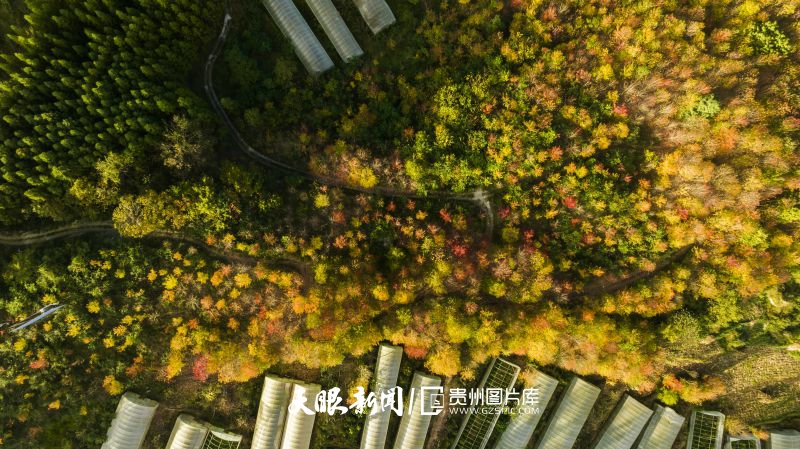 810082-10月23日，位于六盤水市鐘山區(qū)大河鎮(zhèn)大地村的大地印象生態(tài)農(nóng)莊，層林盡染，一幅秋天的絕美畫卷。.jpg