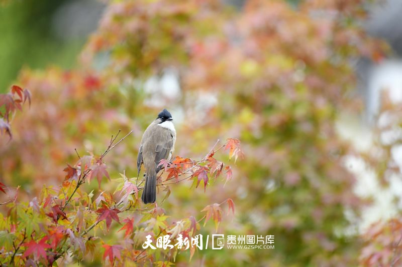 814004-2024年11月1日，貴州省仁懷市楠竹林公園，小鳥在紅葉枝頭停歇。.jpg